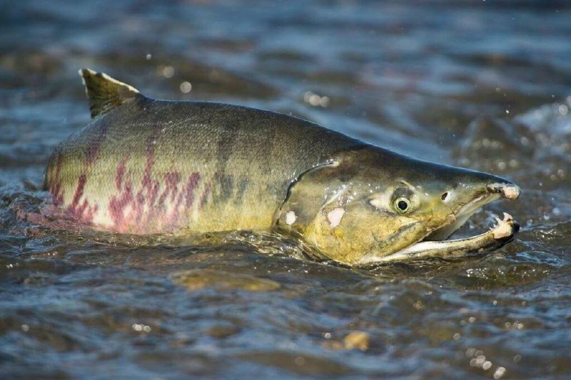 Идущая на нерест горбуша/Фото: Министерство рыбного хозяйства Камчатского края