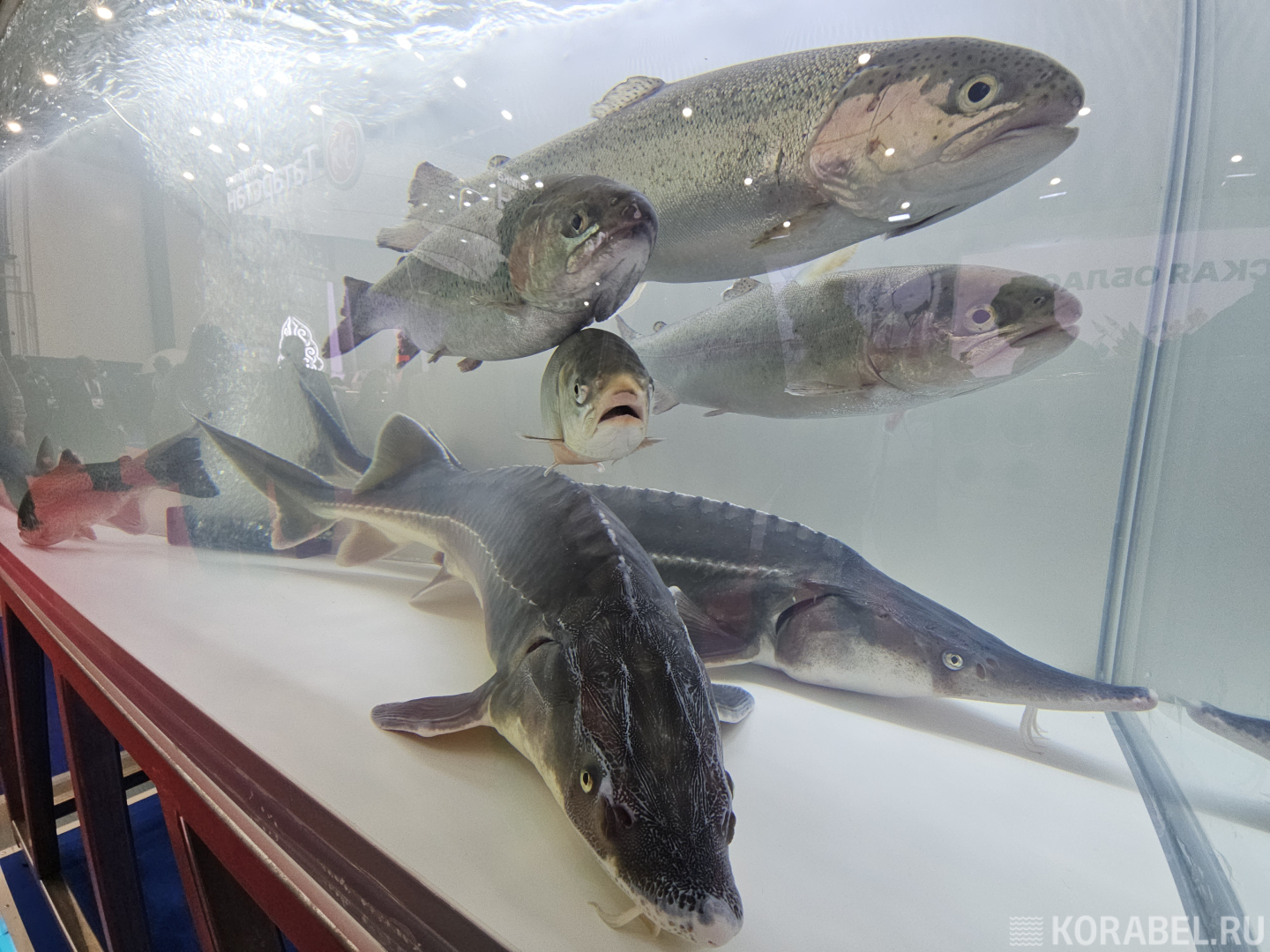 Фото: Корабел.Ру