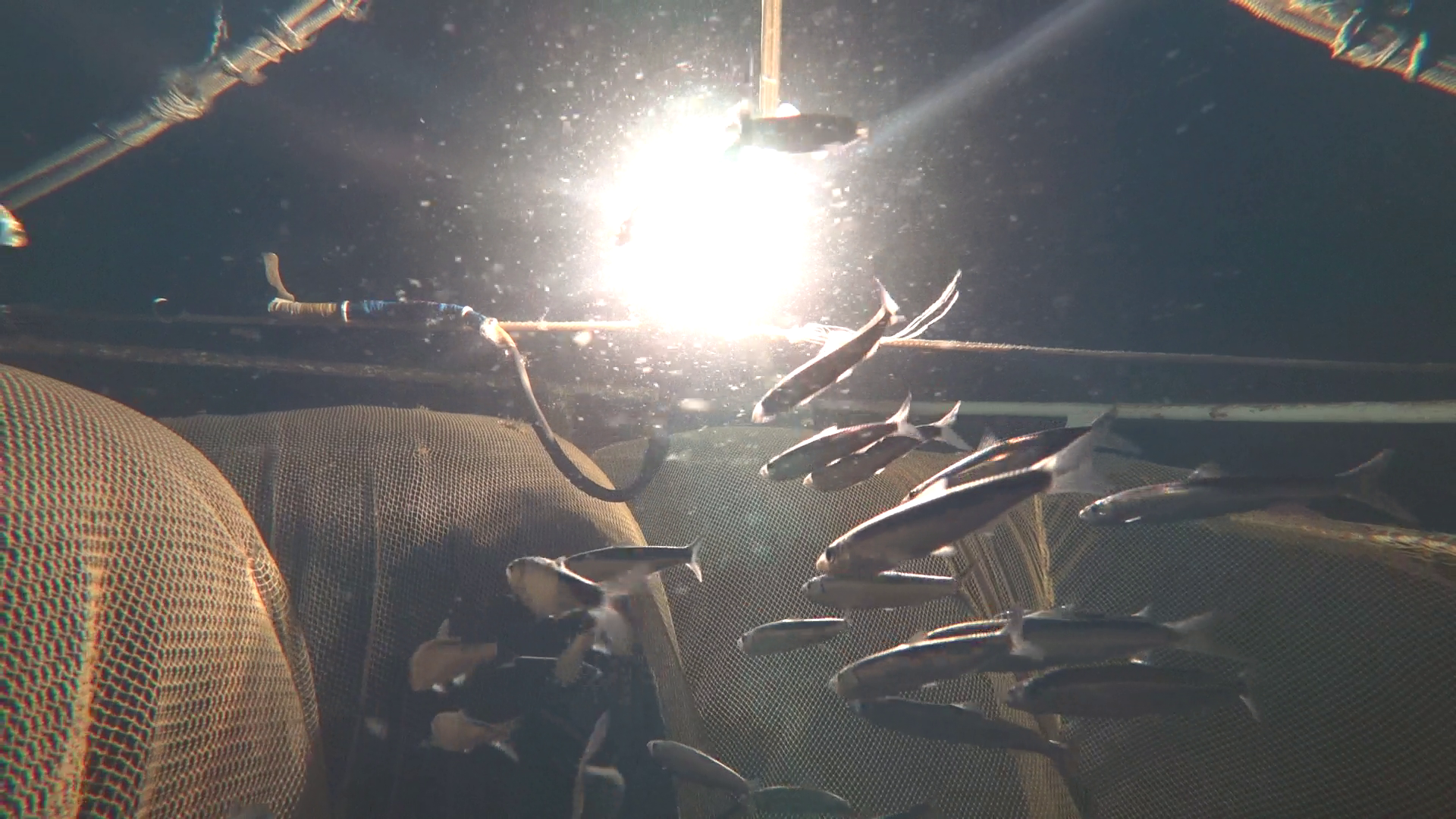 Лов кильки на свет/ Фото: КаспНИРХ