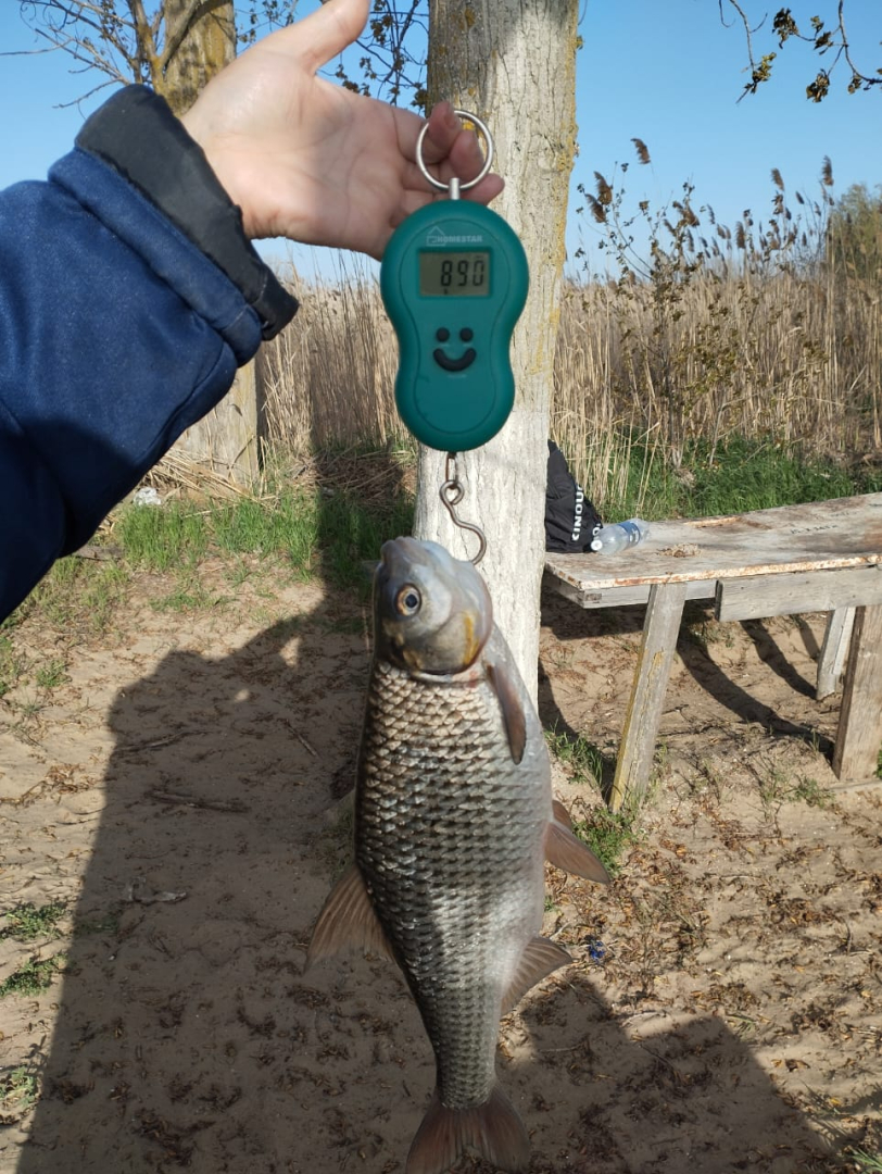 Взвешивание экземпляра воблы/ Фото: КаспНИРХ