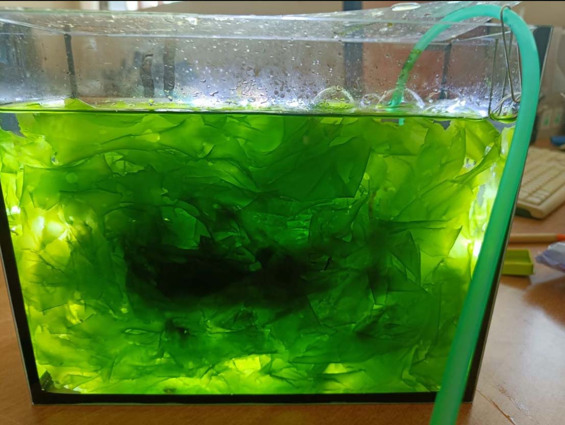 В лабораториях Дальрыбвтуза проводят опыты по культивированию водорослей / Фото: пресс-служба Дальрыбвтуза