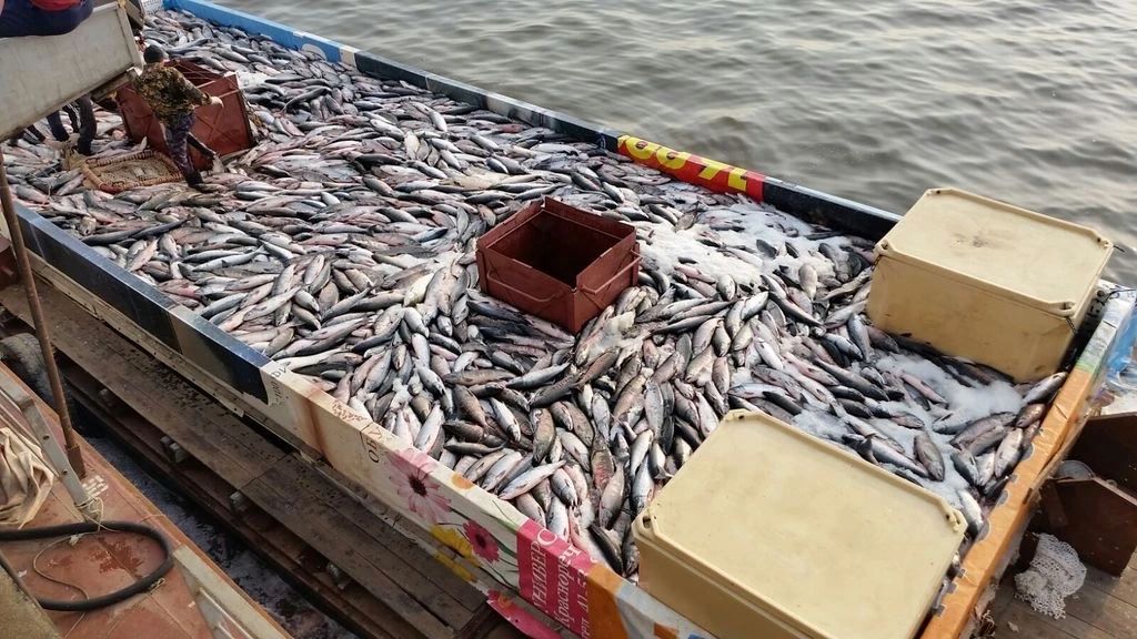 Причалы Росрыболовства в Приморье увеличили грузооборот рыбной продукции на 46% / Фото: